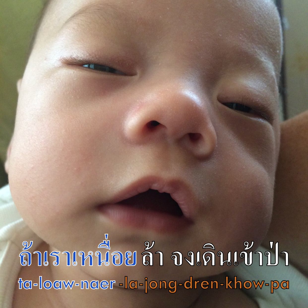 ถ้าเธอเหนื่อยล้า จงเดินเข้าป่า